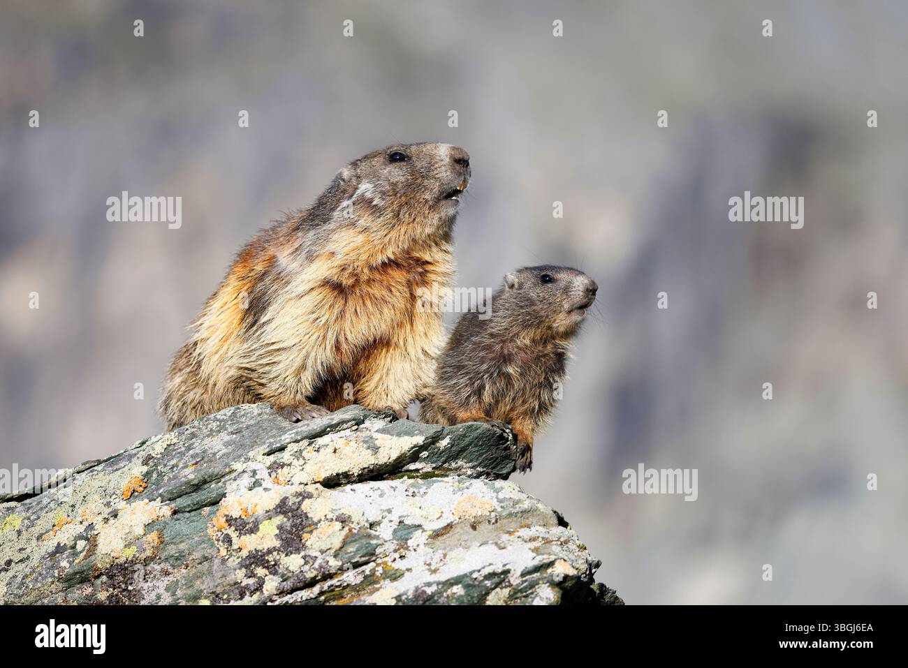 Marmotta alpina (Marmota marmota), adulta e giovane marmotta seduta insieme sulla roccia e guardando di lato Foto Stock