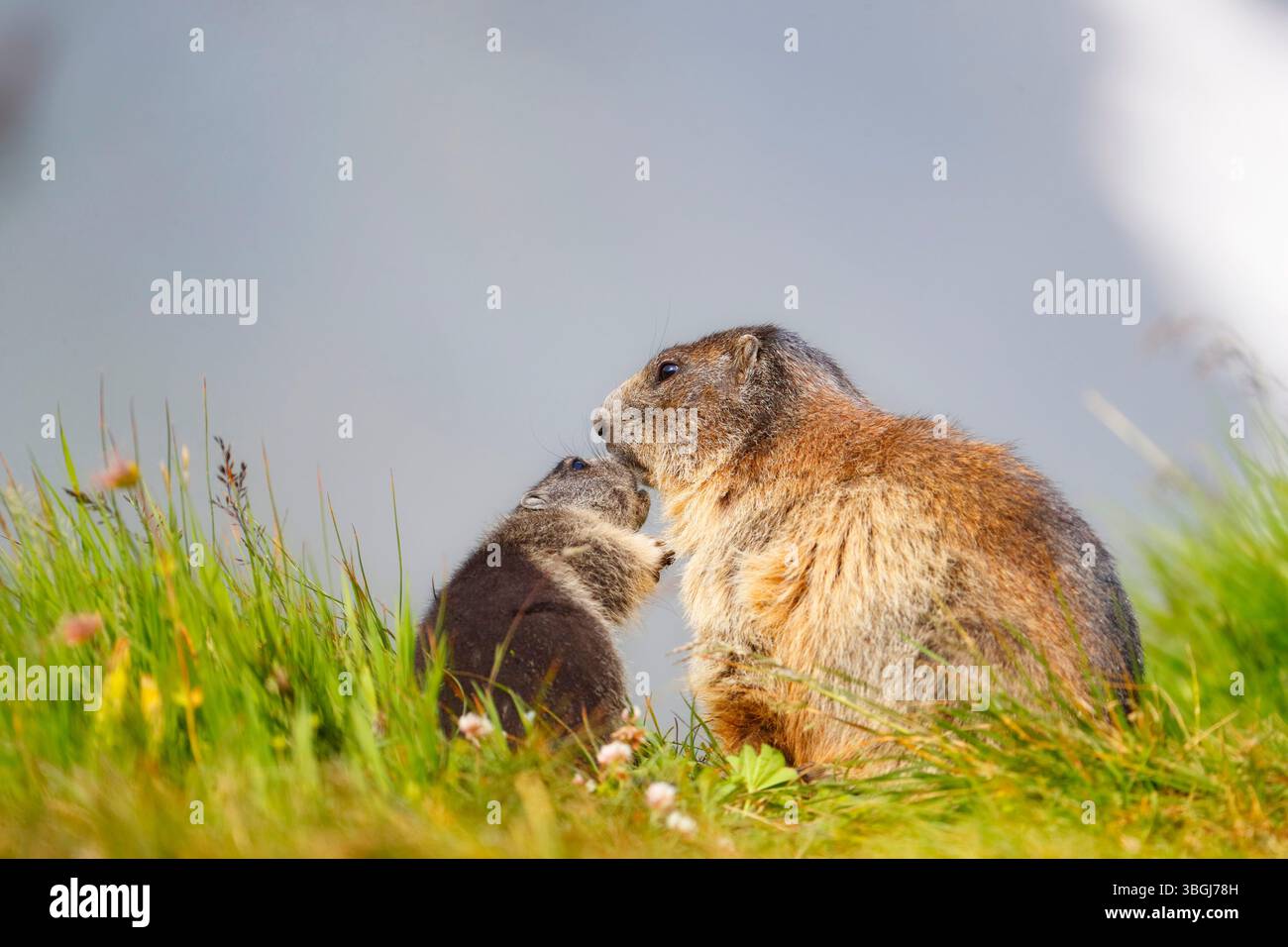 Marmotta alpina (Marmota marmota), giovane animale saluta marmotta naso a naso Foto Stock