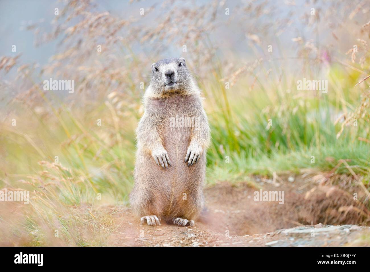 Marmotta alpina (Marmota marmota), giovane marmotta in piedi da sola alla tana Foto Stock