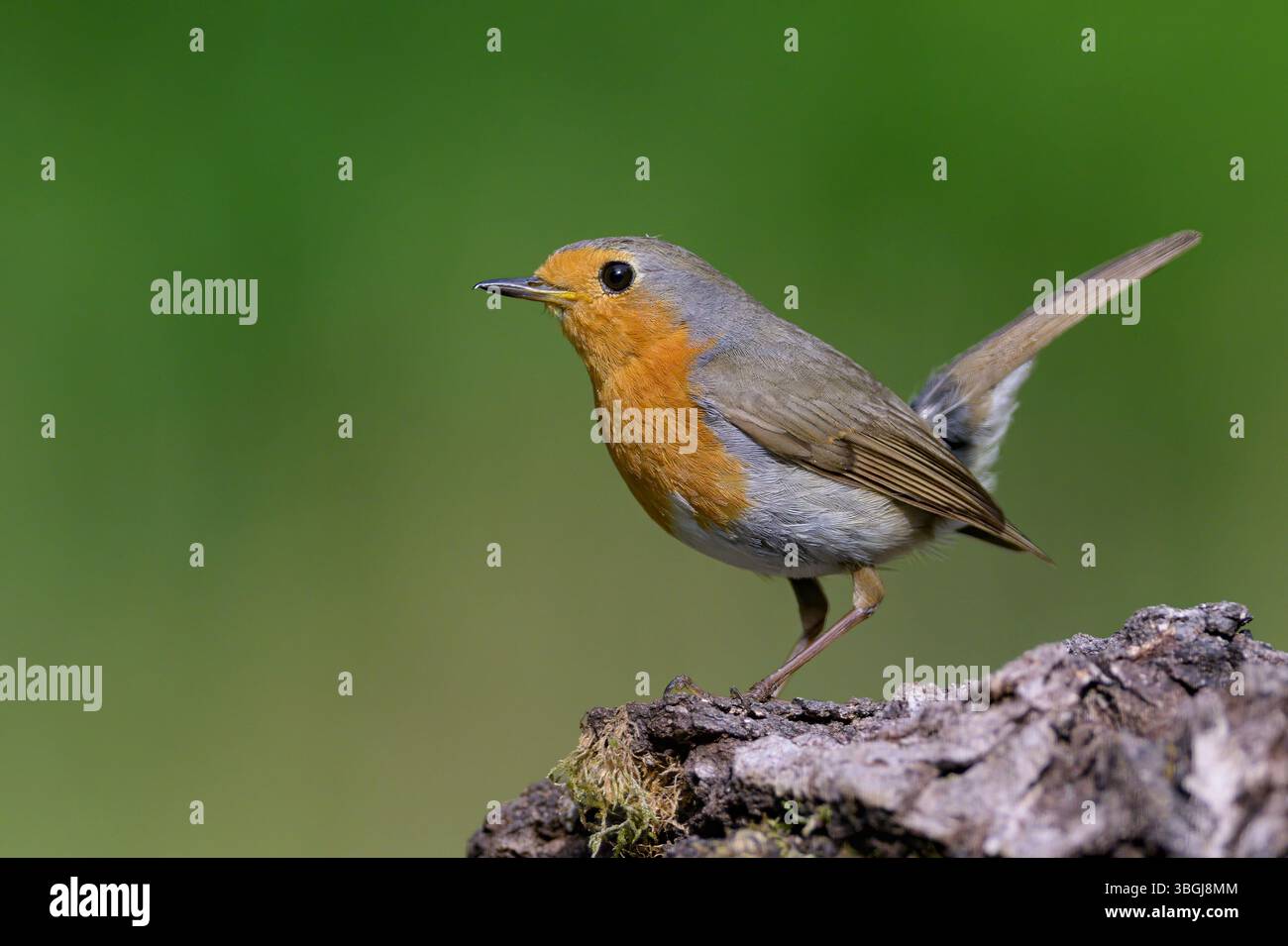 robin europeo (erithacus rubecula) di Tiszaalpár, Ungheria. Foto Stock