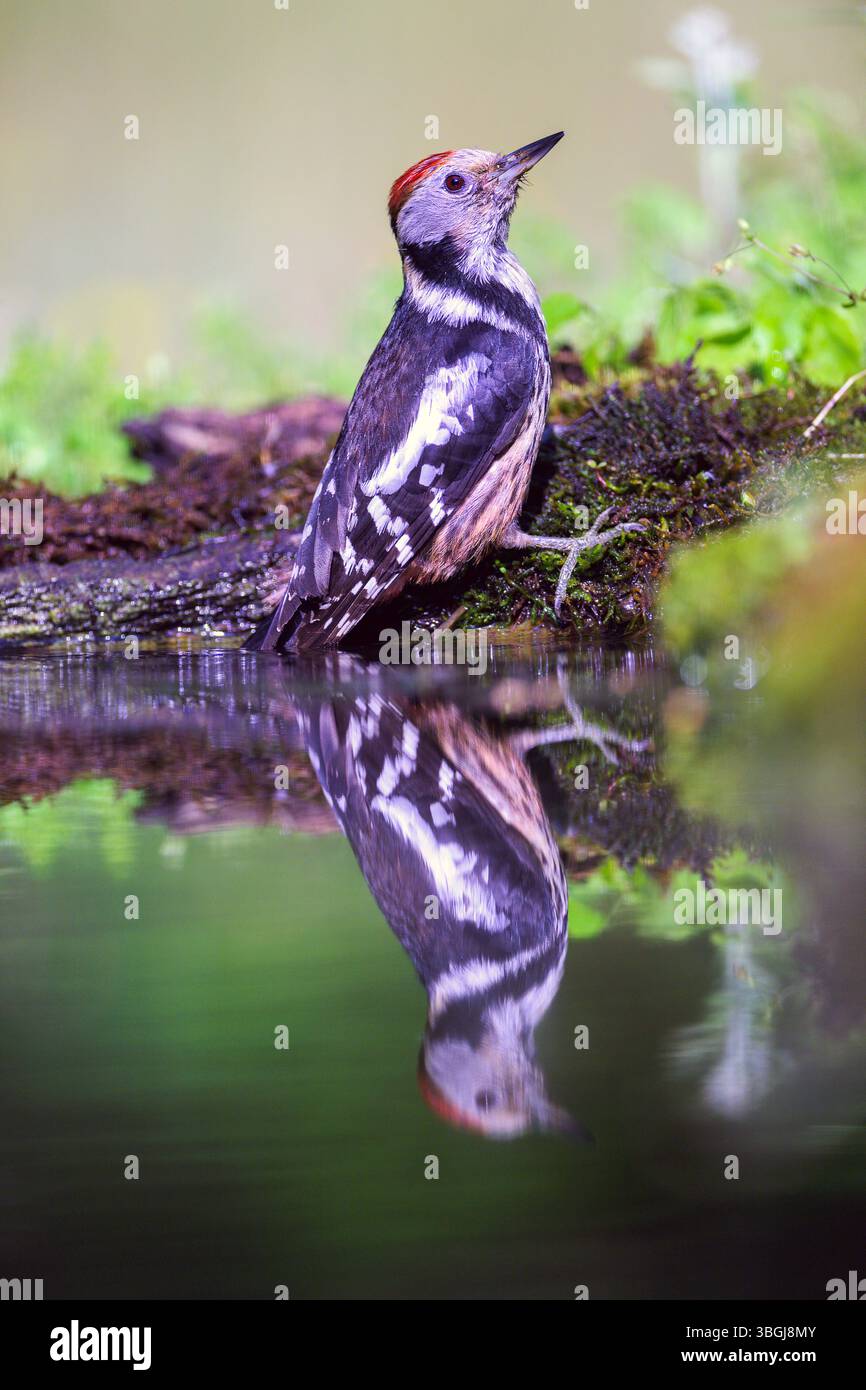 Picchio maculato medio (Dendrocoptes medius) di Tiszaalpár, Ungheria. Foto Stock Picchio maculato medio (Dendrocoptes medius) di Tiszaalpár, Ungheria. Foto Stock