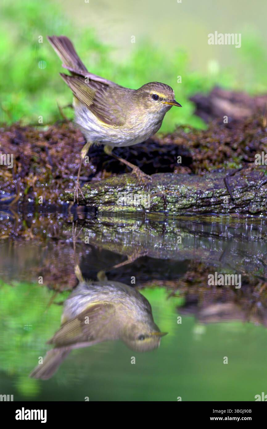Chiffchaff comune (Phylloscopus collybita) di Tiszaalpár, Ungheria. Foto Stock Chiffchaff comune (Phylloscopus collybita) di Tiszaalpár, Ungheria. Foto Stock