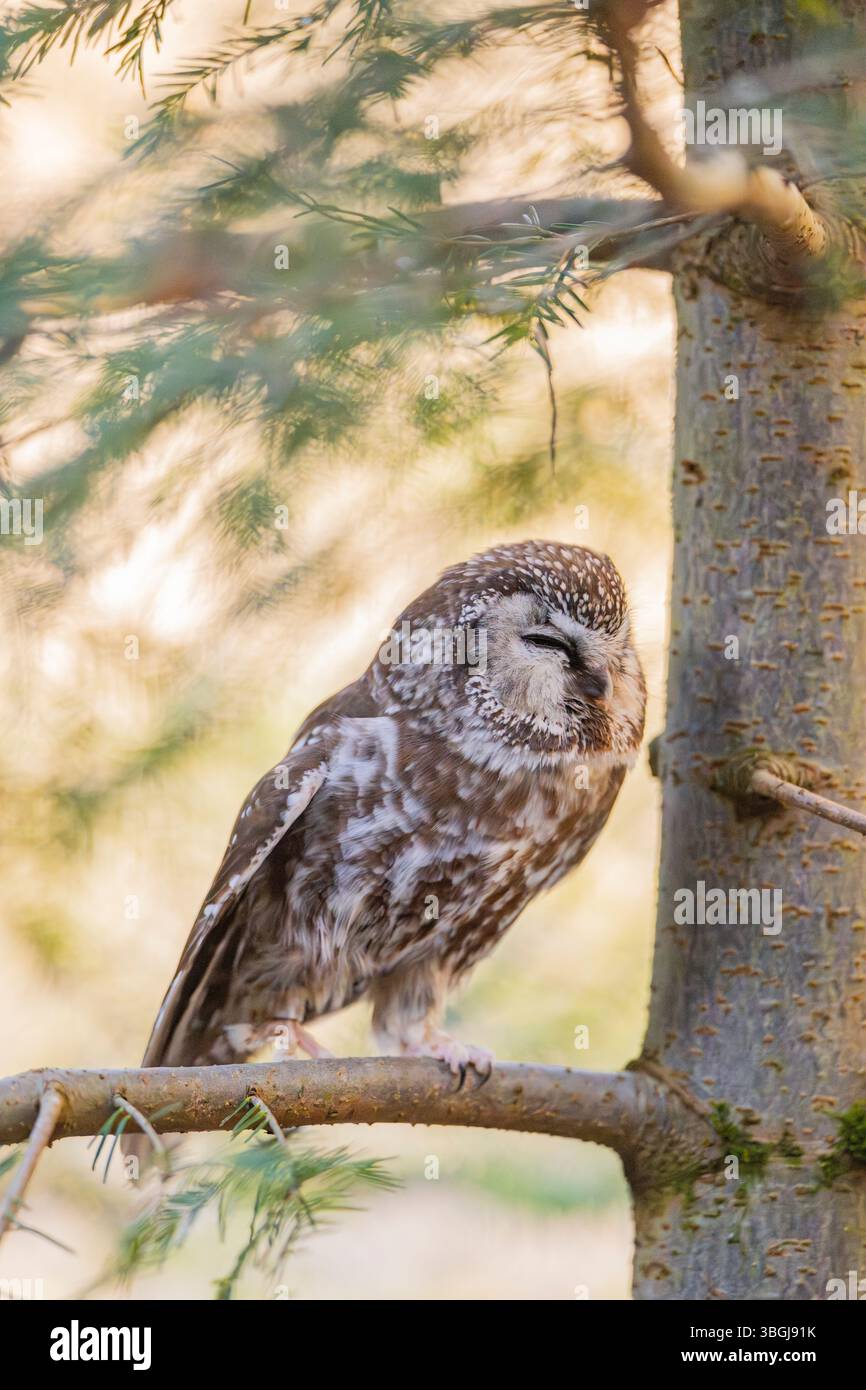 Gufo boreale (Aegolius funereus) seduto su un albero in inverno, parco nazionale delle foreste bavaresi, Baviera, Germania, Europa Foto Stock
