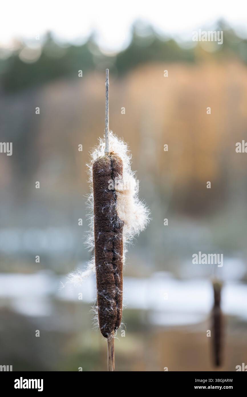 Paesaggio invernale del bulrush comune (Typha latifolia) in una palude, Lengenbach, Deining, alto Palatinato, Baviera, Germania Foto Stock
