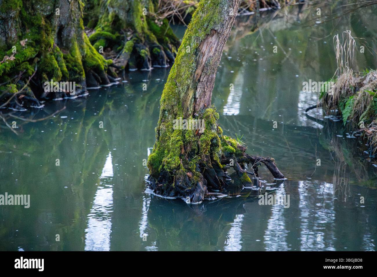 Paesaggio invernale di una palude con acqua e alberi, Lengenbach, Deining, alto Palatinato, Baviera, Germania Foto Stock