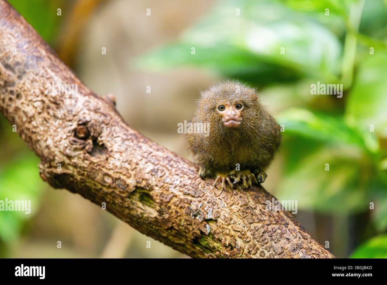 Marmotta pigmea orientale (Cebuella niveiventris) che sale su un albero in una foresta, prigioniera, Germania Foto Stock