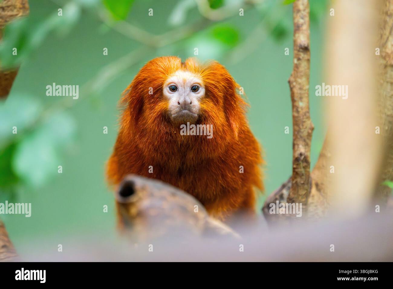Leone d'oro tamarin (Leontopithecus rosalia), arrampicata su un albero, prigioniero, Germania Foto Stock