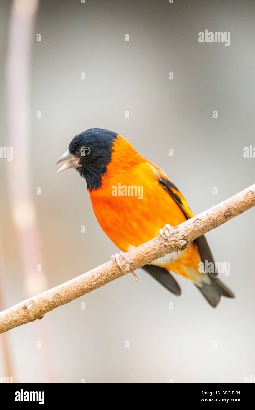 Colorato Songbird (Passeriformes) di colore arancione e nero seduto su un albero, prigioniero Foto Stock