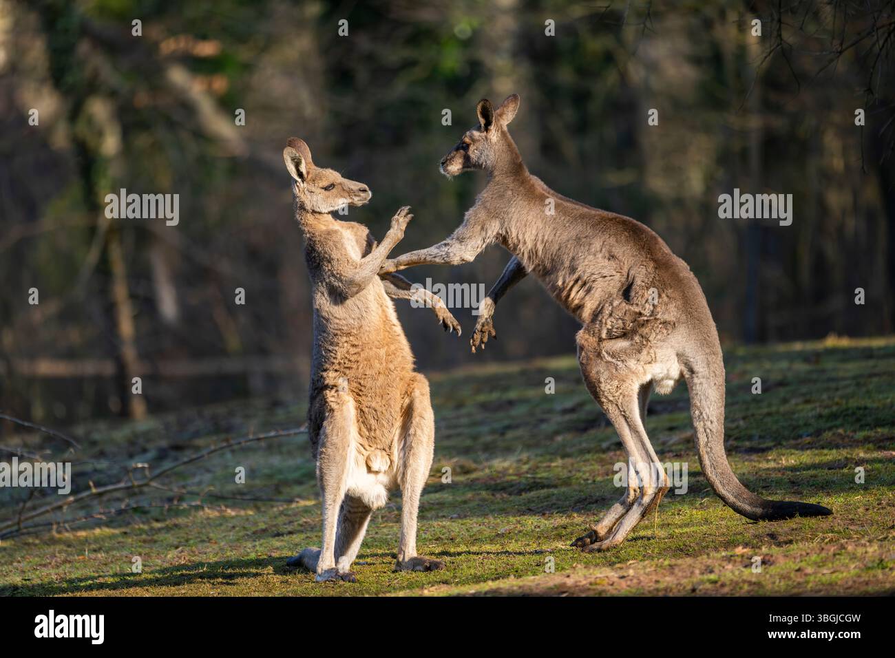 Canguro grigio orientale (Macropus giganteus), due maschi che combattono su un prato, prigioniero, Occuance Australia, Oceania Foto Stock