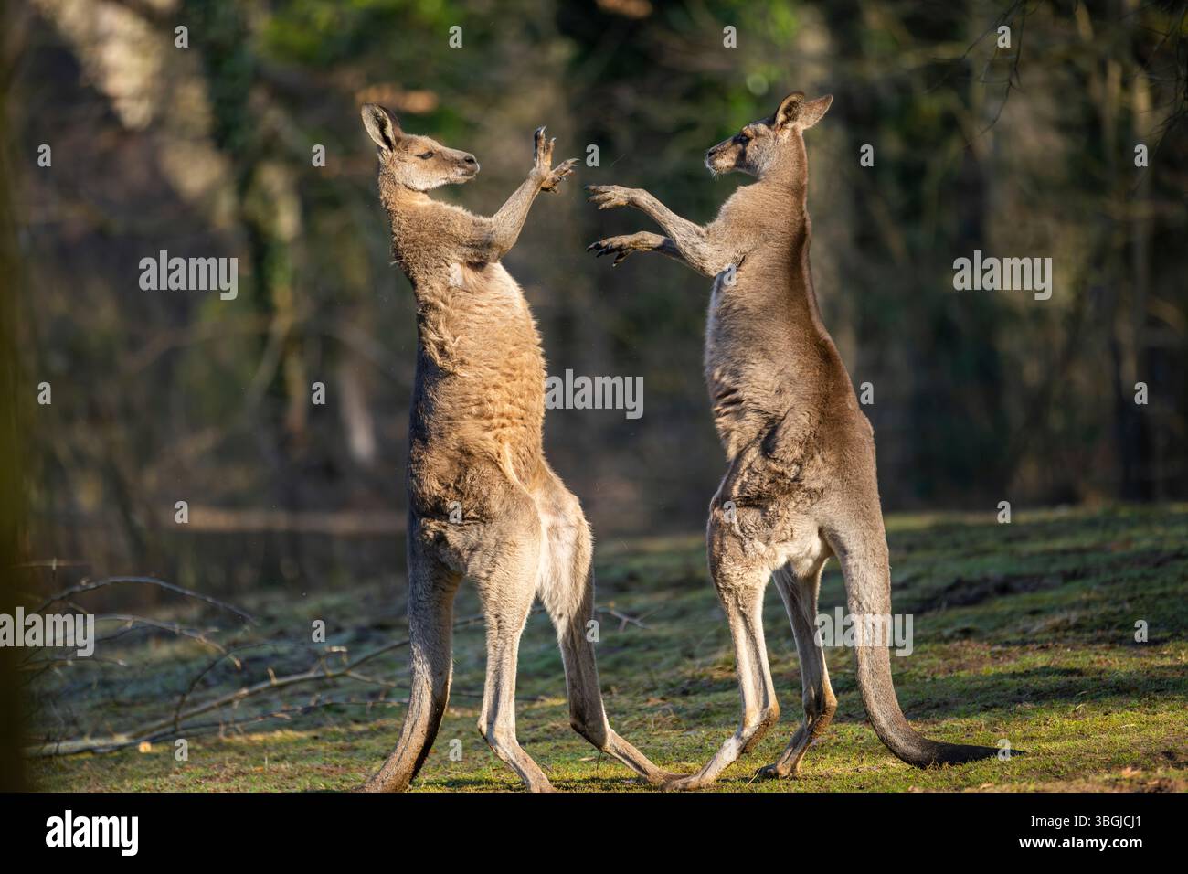 Canguro grigio orientale (Macropus giganteus), due maschi che combattono su un prato, prigioniero, Occuance Australia, Oceania Foto Stock