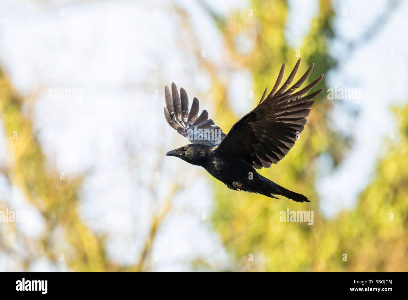 Corvo di Carrion (Corvus corone) in volo in una foresta, Baviera, Germania, Europa Foto Stock