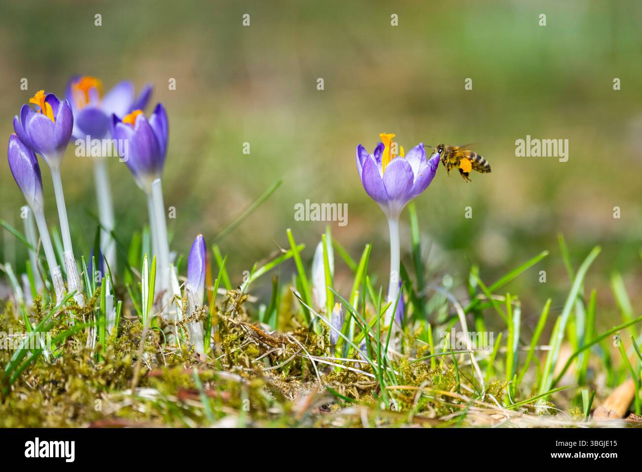 Croci fioriti (Crocus) in giardino in primavera in una giornata di sole, Baviera, Germania Foto Stock