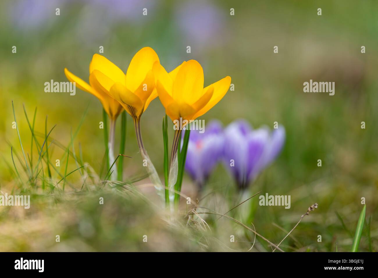 Croci fioriti (Crocus) in giardino in primavera in una giornata di sole, Baviera, Germania Foto Stock
