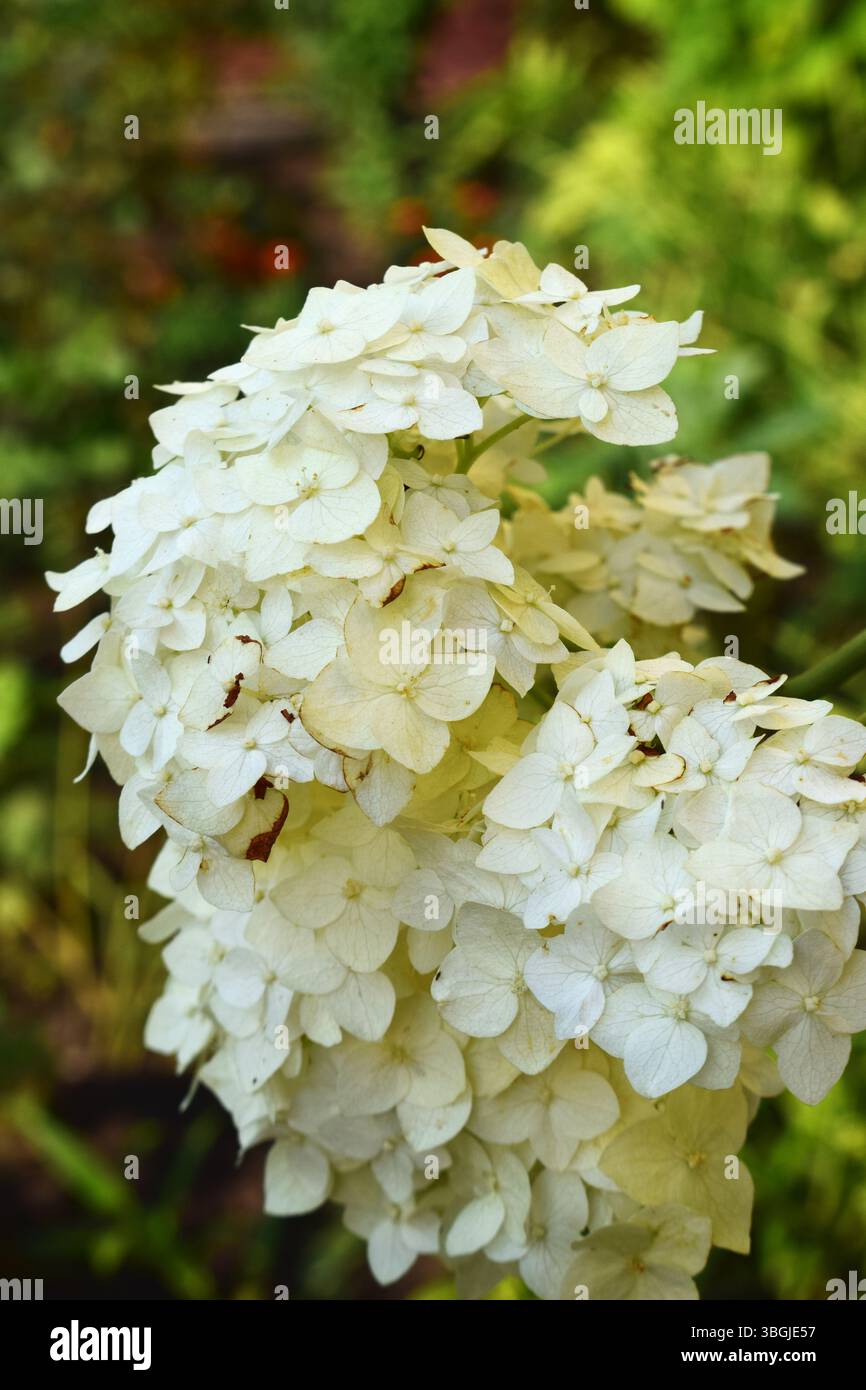 Un bouquet di fiori di ortensia, di colore bianco, per lo più intatto, con alcuni bordi leggermente marroni. Lo sfondo è sfocato, composto principalmente da gr Foto Stock