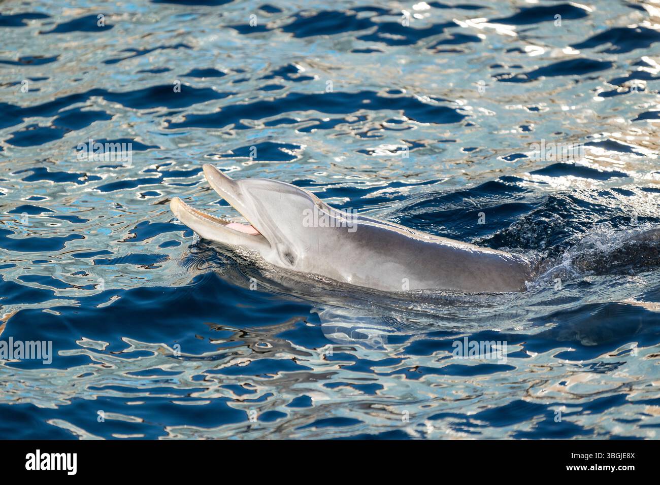 Delfino tursiopo comune (Tursiops truncatus) o delfino tursiopo Atlantico che gioca in acqua, prigioniero, Germania Foto Stock