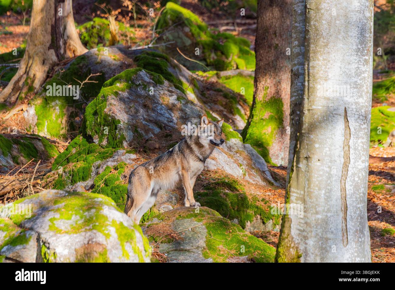 Lupo eurasiatico (Canis lupus lupus) in piedi in una foresta, Bavarian Forest Nationalpark, Baviera, Germania, Europa Foto Stock