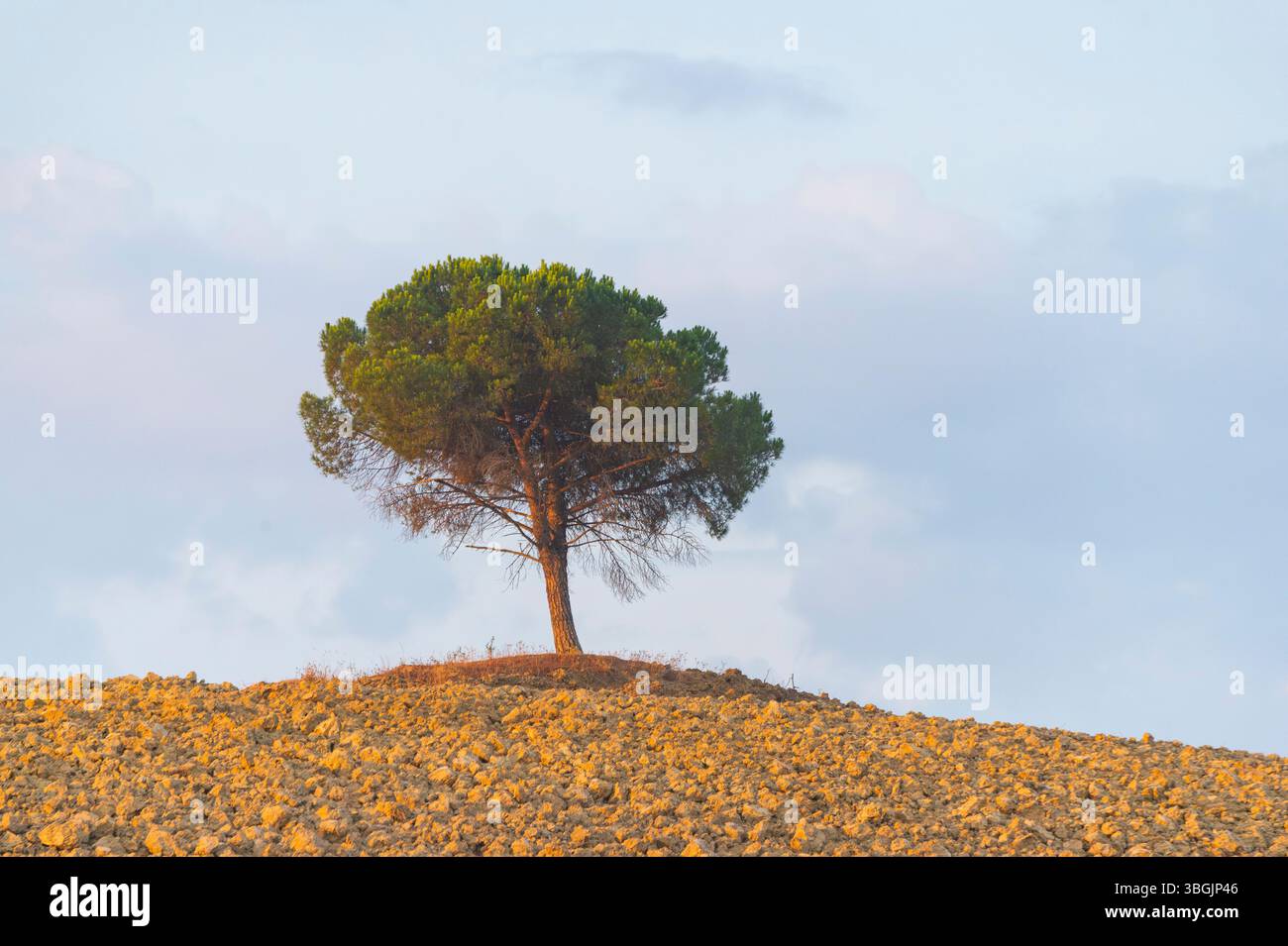 Albero singolo in un tipico paesaggio toscano su un campo nelle Crete Senesi in estate, Toscana, Italia, Europa Foto Stock