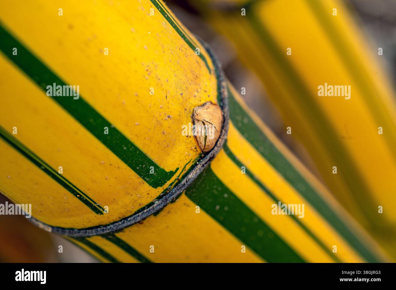 Piante di bambù. Amatlán, Morelos, Messico Foto Stock