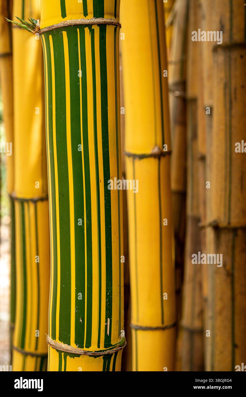 Piante di bambù. Amatlán, Morelos, Messico Foto Stock