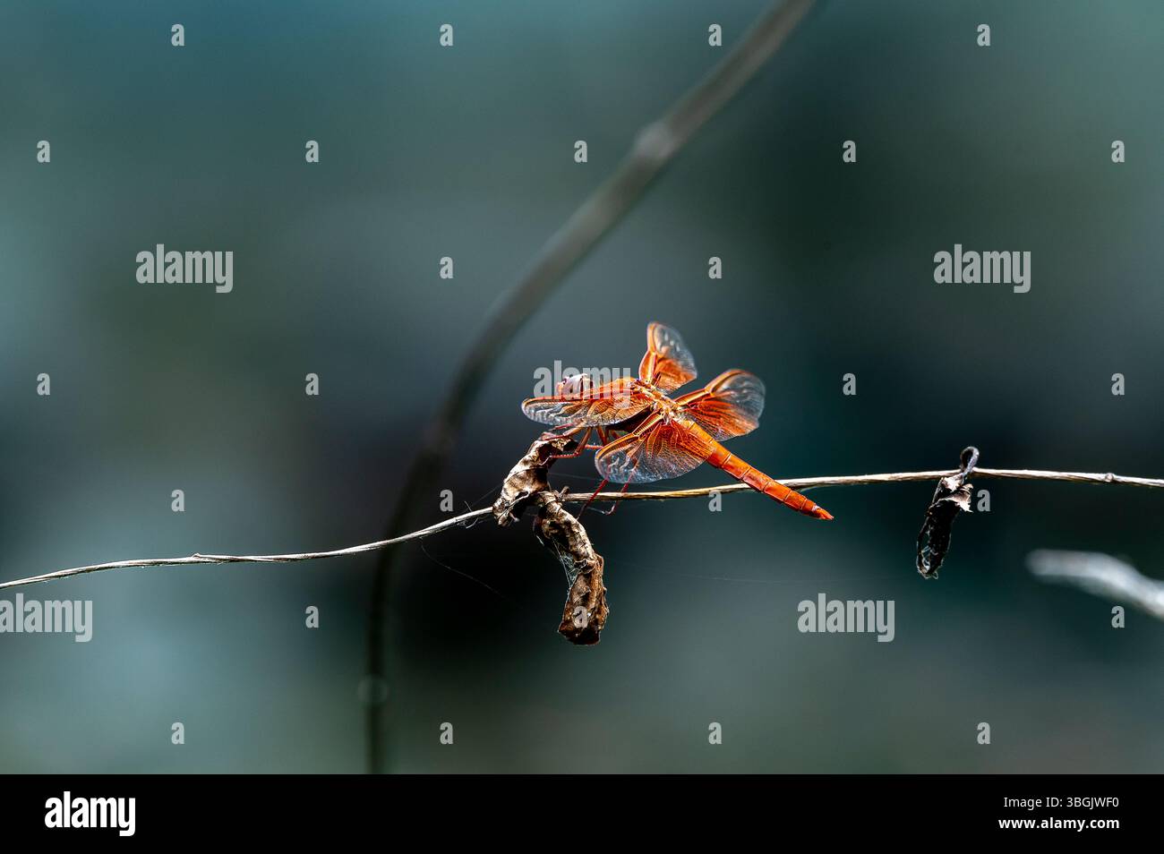 Dragonfly. Amatlán, Morelos, Messico Foto Stock