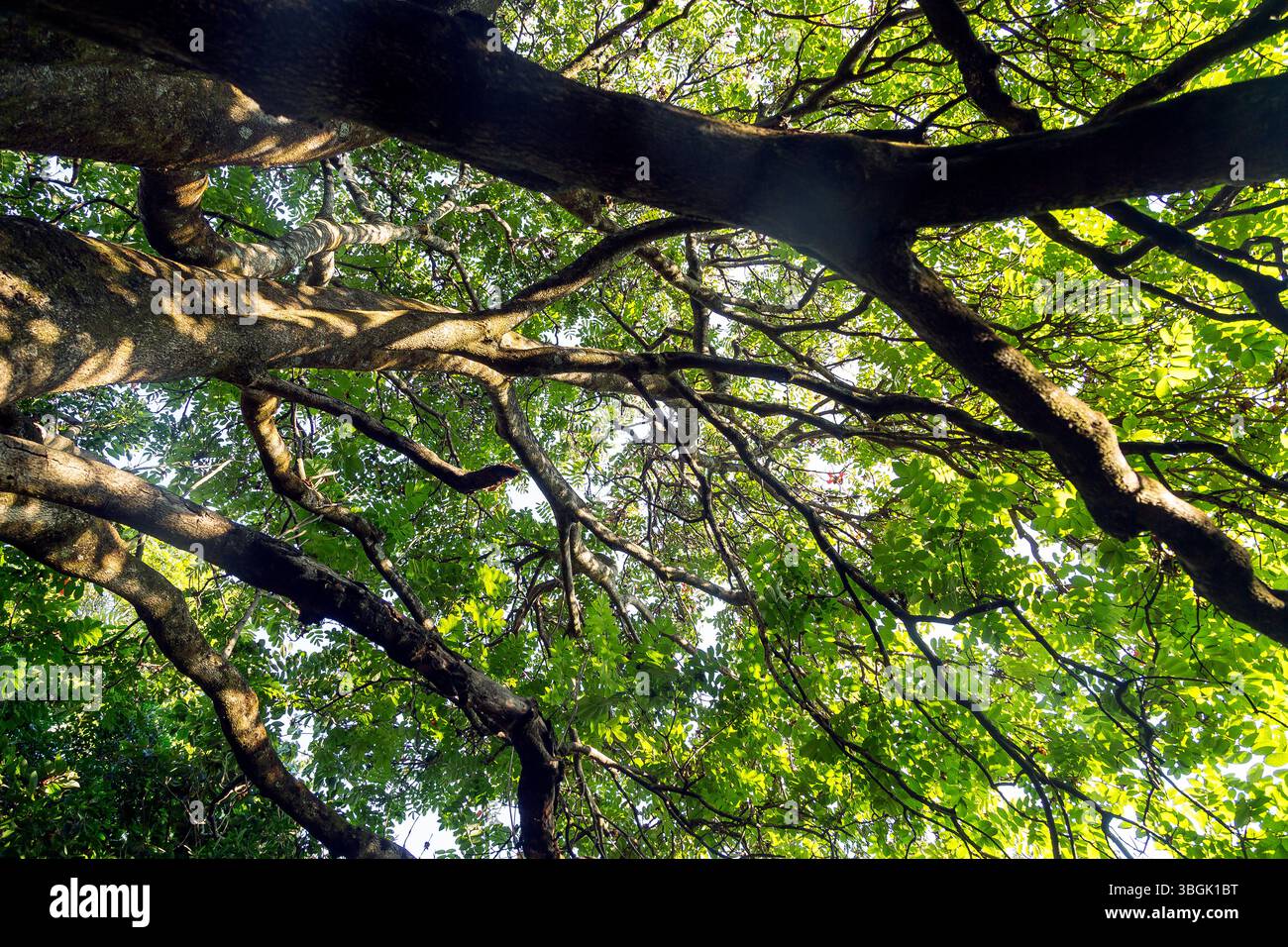 Processi a Amatlán. Morelos, Messico Foto Stock