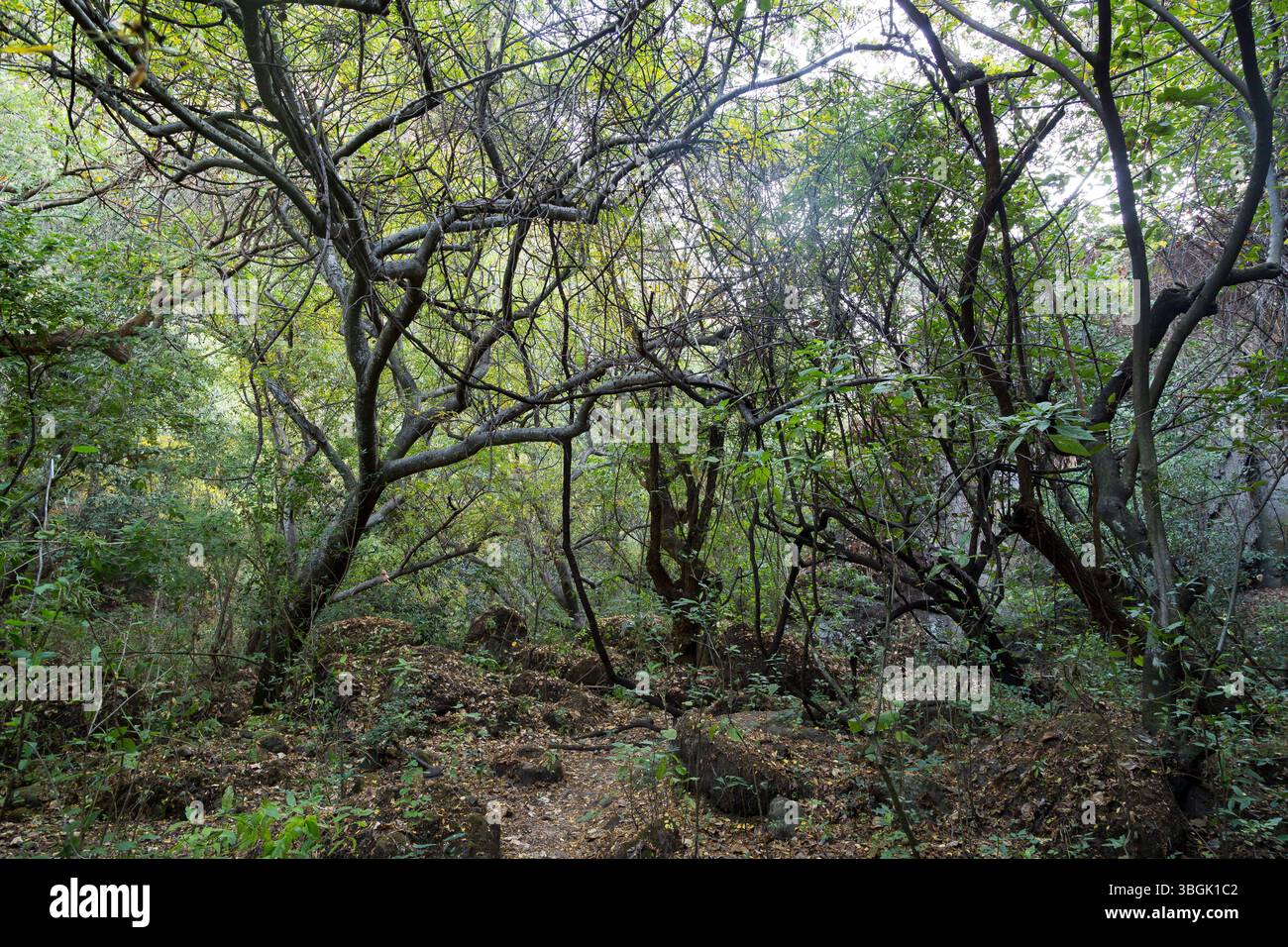 Processi a Amatlán. Morelos, Messico Foto Stock