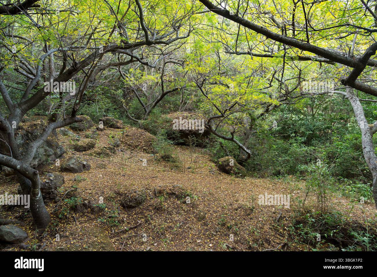 Processi a Amatlán. Morelos, Messico Foto Stock