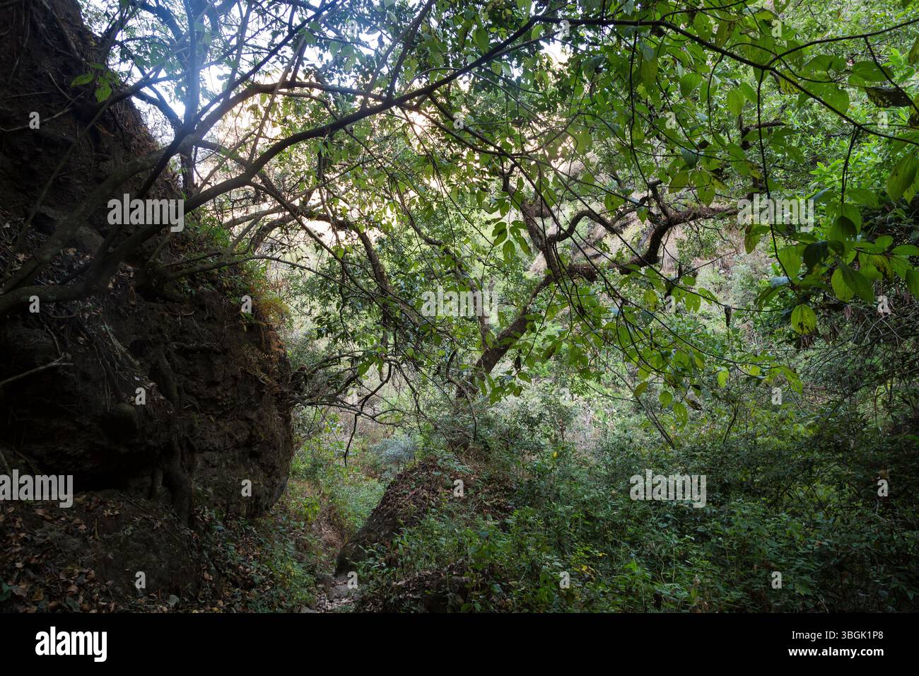 Processi a Amatlán. Morelos, Messico Foto Stock