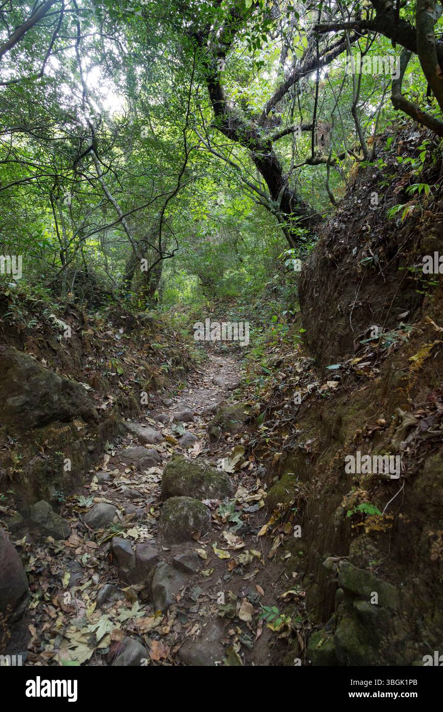Processi a Amatlán. Morelos, Messico Foto Stock