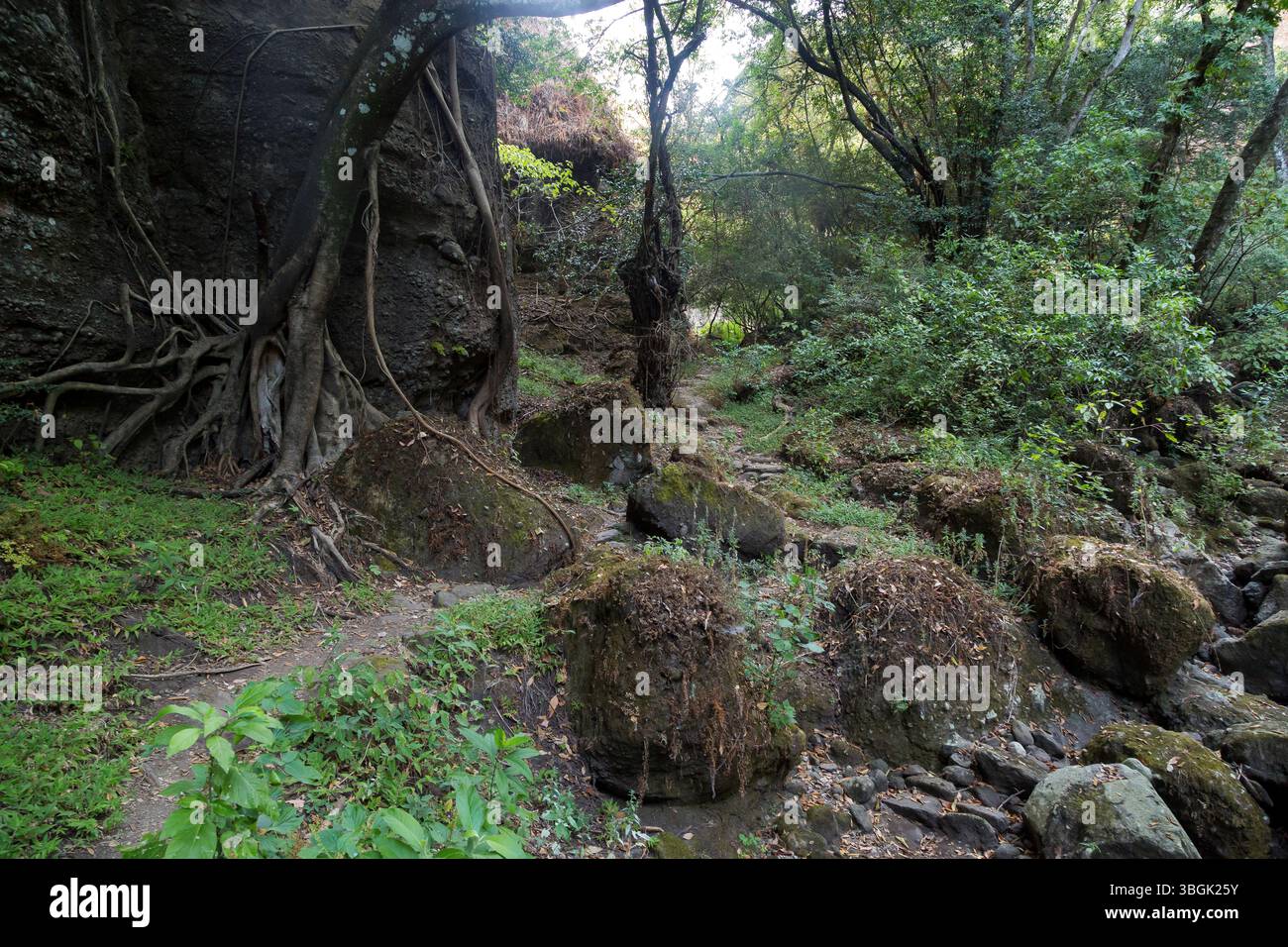 Processi a Amatlán. Morelos, Messico Foto Stock