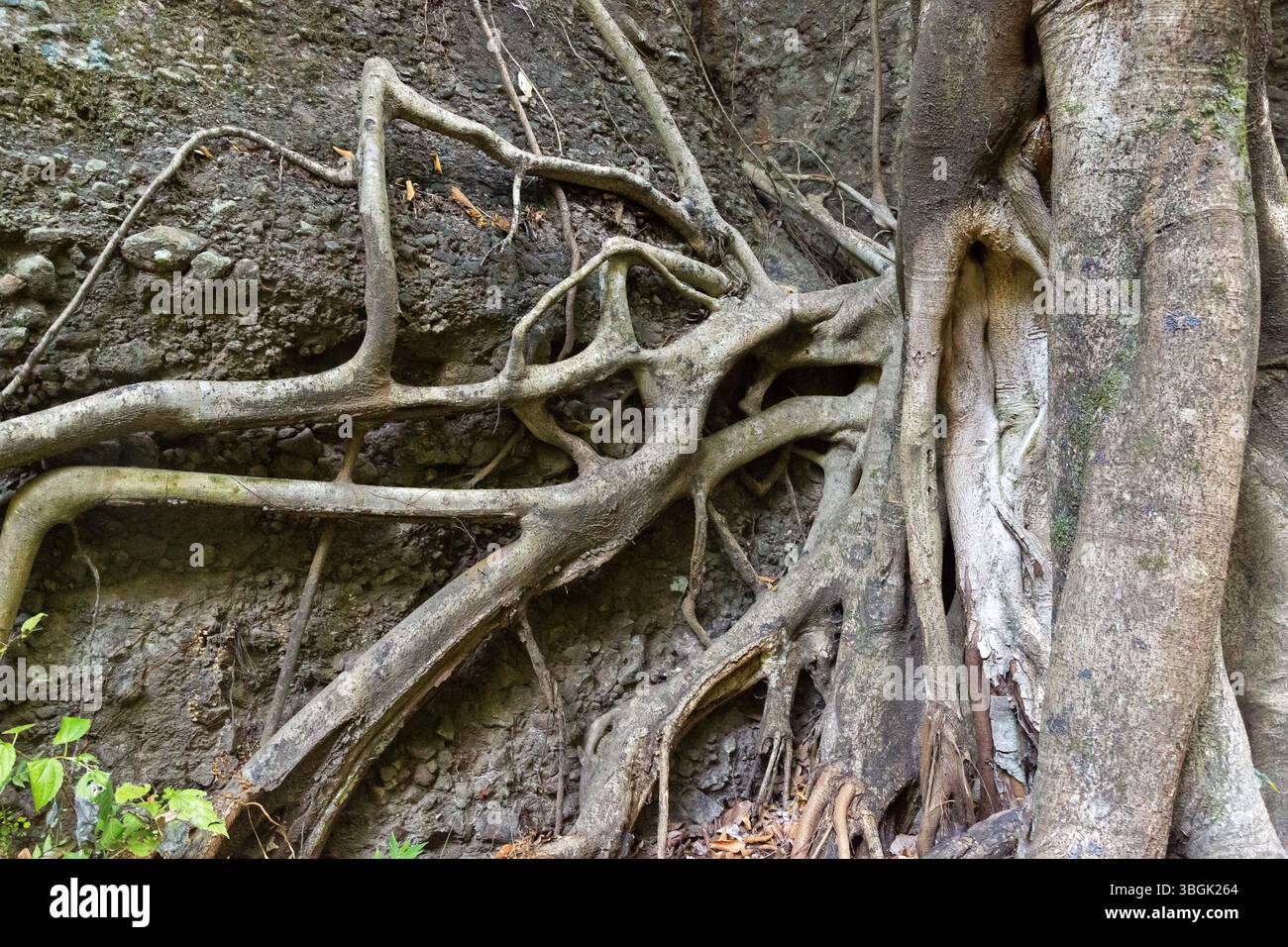 Processi a Amatlán. Morelos, Messico Foto Stock
