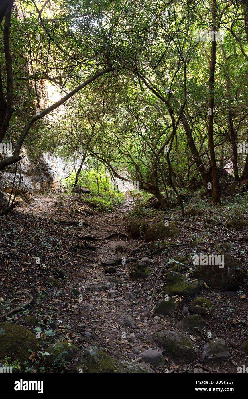 Processi a Amatlán. Morelos, Messico Foto Stock