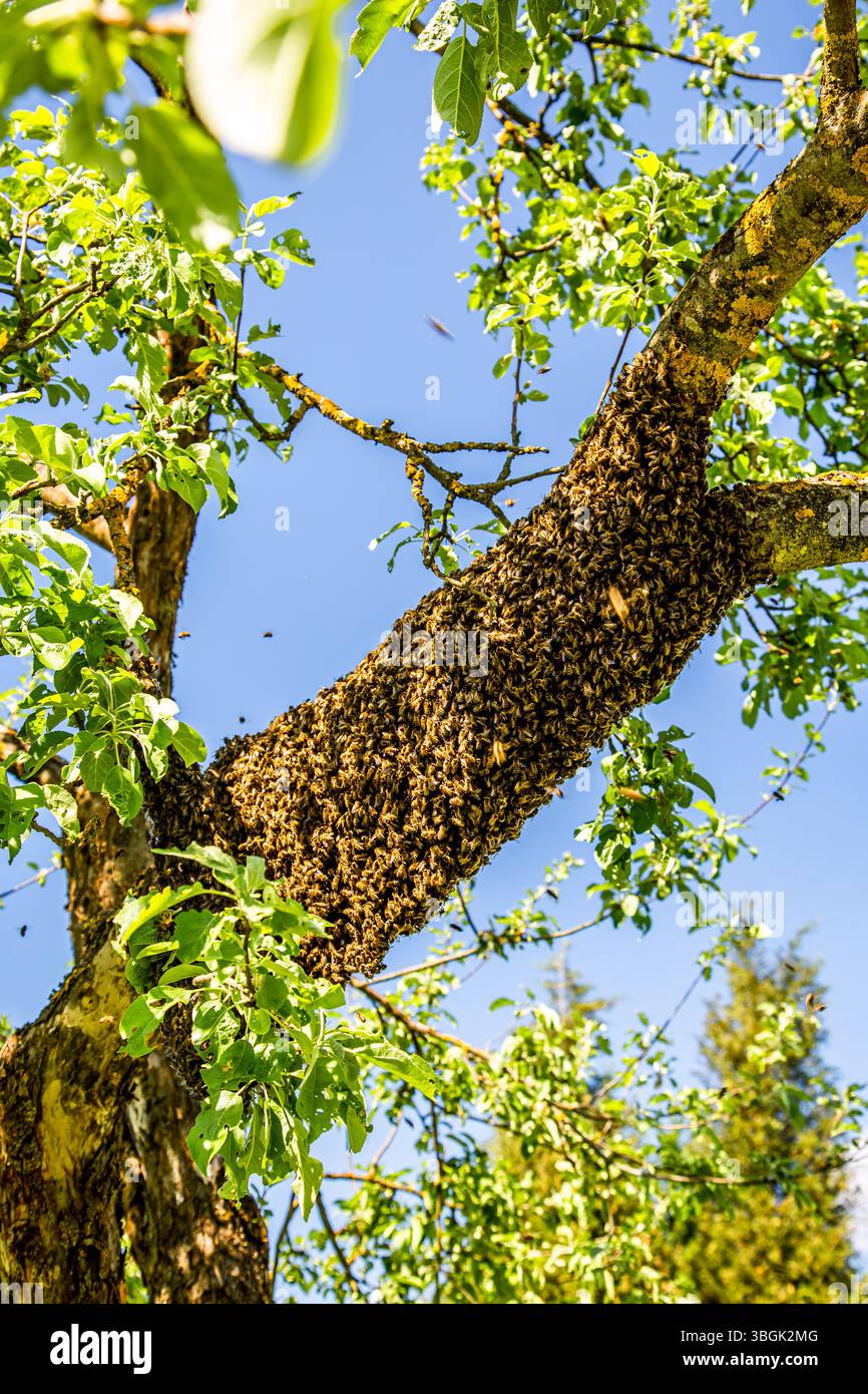 Alveare con lo sciame di api appeso a un ramo di albero. Scalda api. Foto Stock