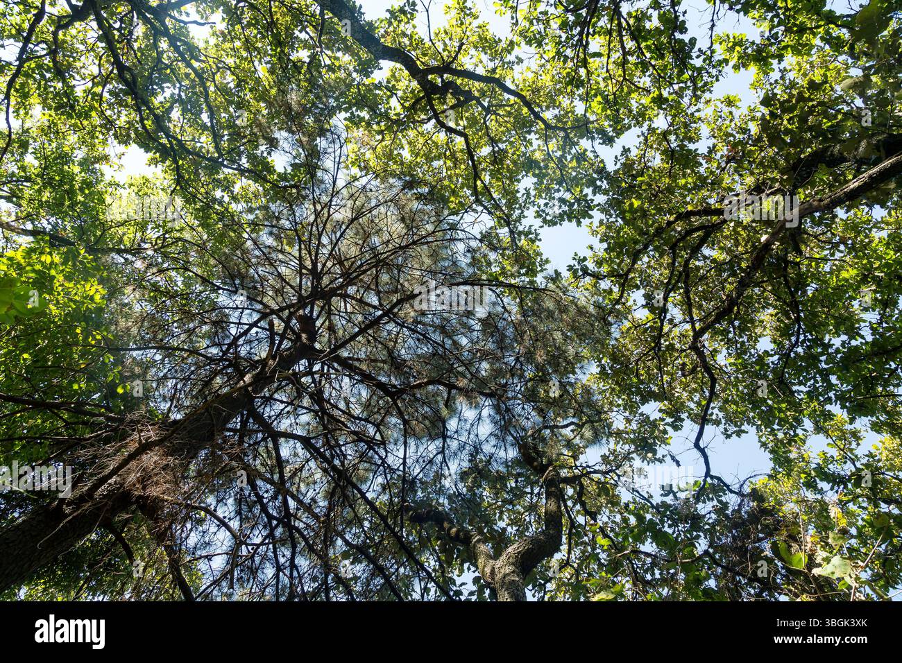 Processi a Amatlán. Morelos, Messico Foto Stock