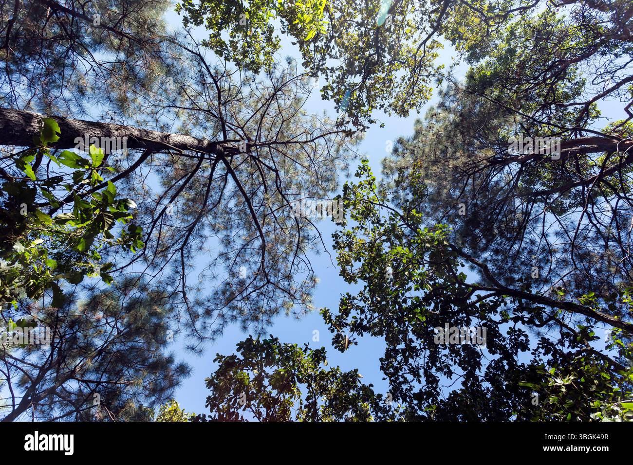 Processi a Amatlán. Morelos, Messico Foto Stock