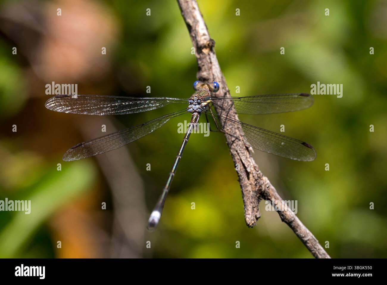 Dragonfly. Amatlán, Morelos, Messico Foto Stock