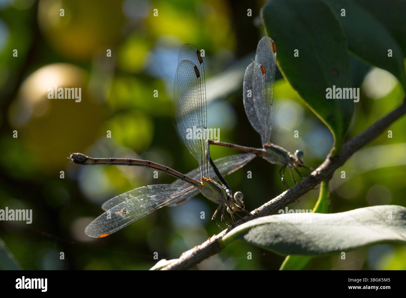 Dragonfly. Amatlán, Morelos, Messico Foto Stock