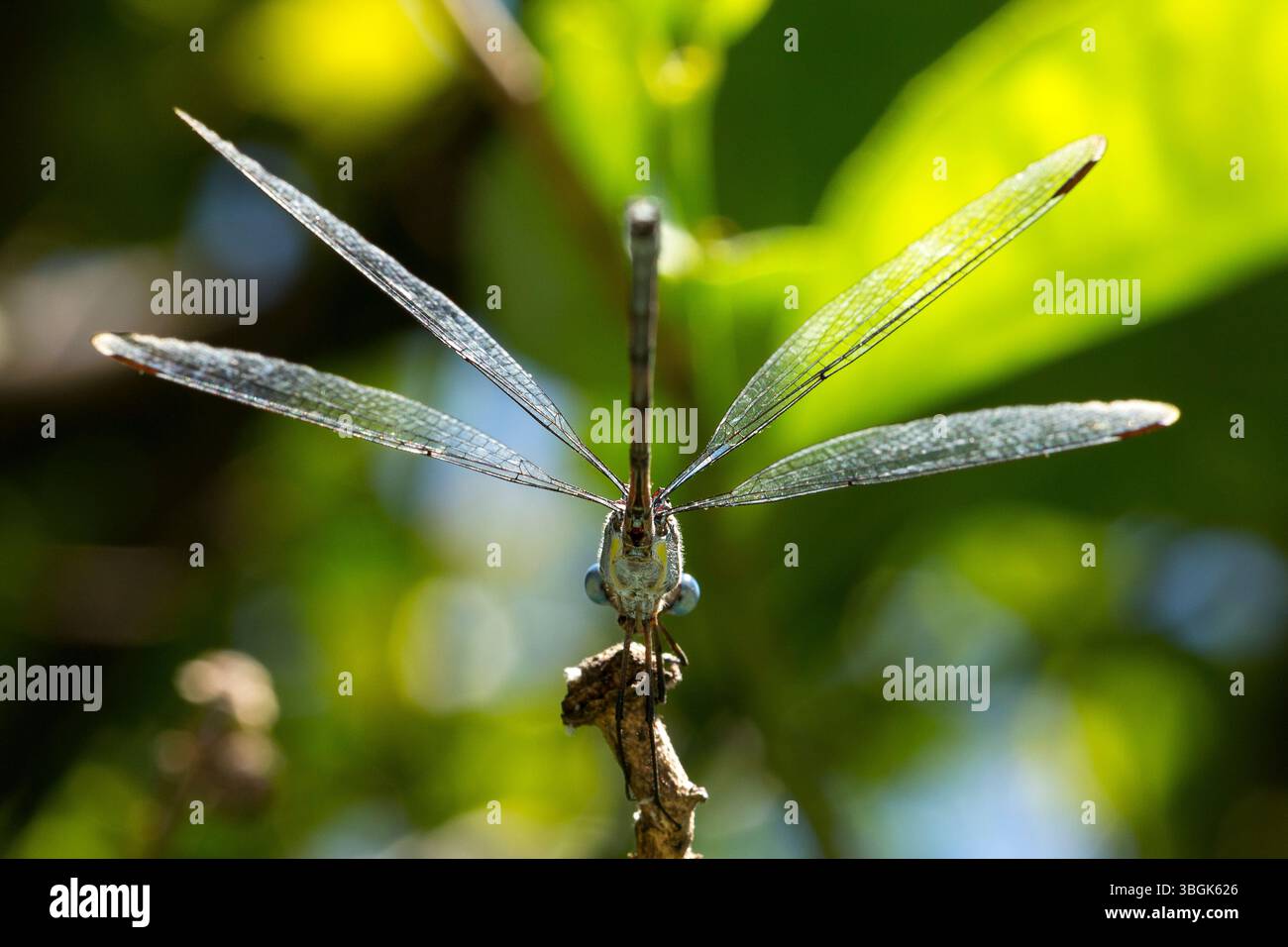 Dragonfly. Amatlán, Morelos, Messico Foto Stock