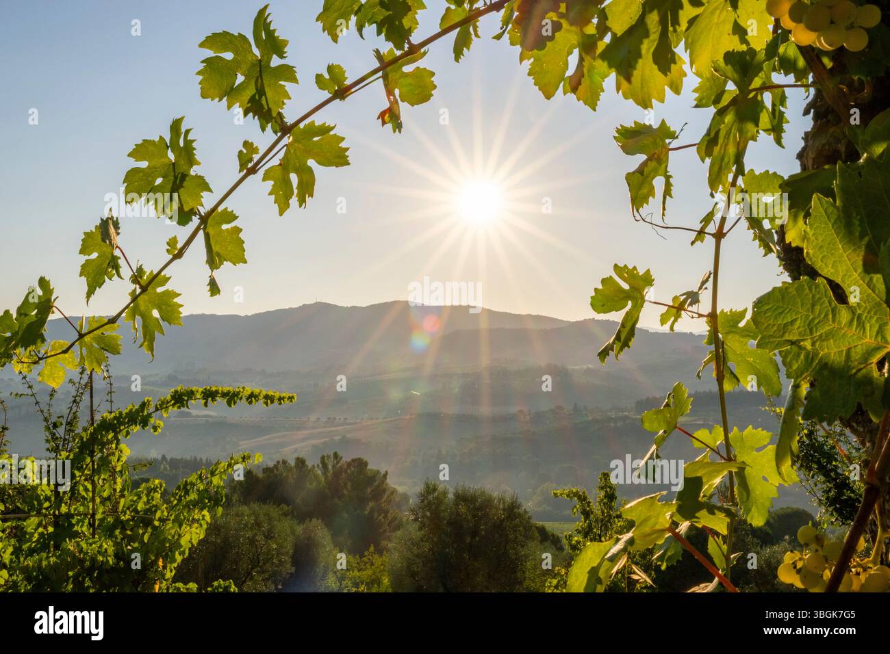 Ammira attraverso le foglie di vino nel paesaggio toscano all'alba, la tenuta di campagna con vigneti, foreste, ulivi e cipressi nel Chianti, nella regione del Chianti, in Toscana, in Italia, in Europa Foto Stock