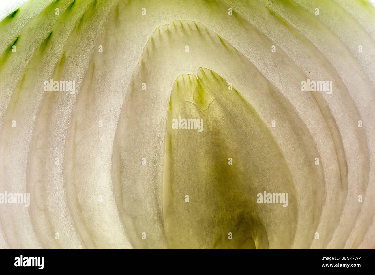 Dettaglio di una cipolla. Amatlán, Morelos, Messico Foto Stock