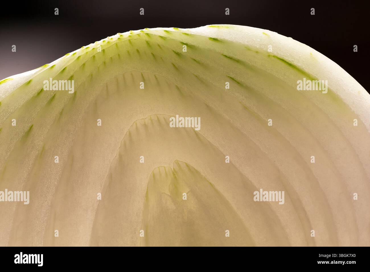 Dettaglio di una cipolla. Amatlán, Morelos, Messico Foto Stock