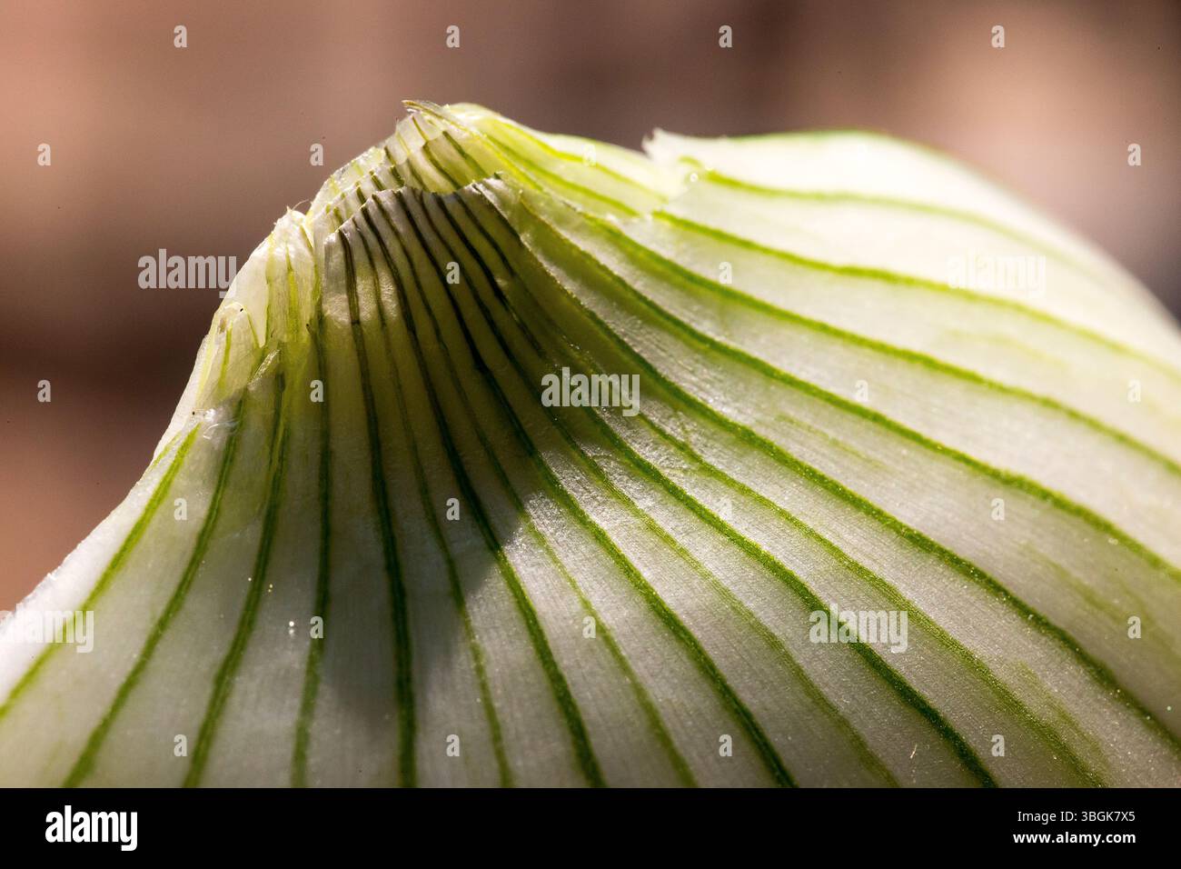Dettaglio di una cipolla. Amatlán, Morelos, Messico Foto Stock