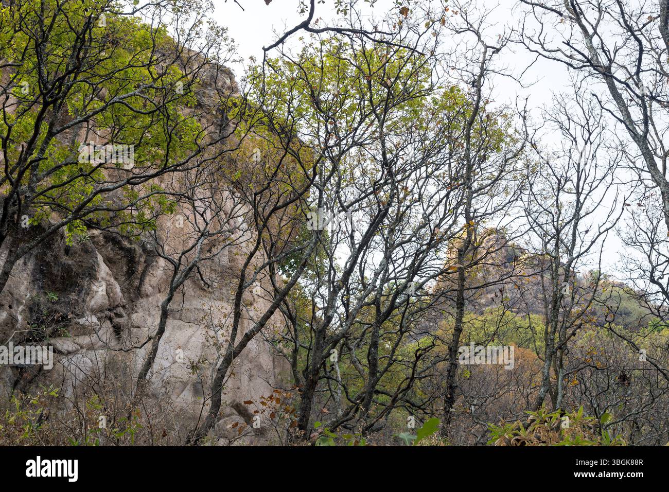 Processi a Amatlán. Morelos, Messico Foto Stock