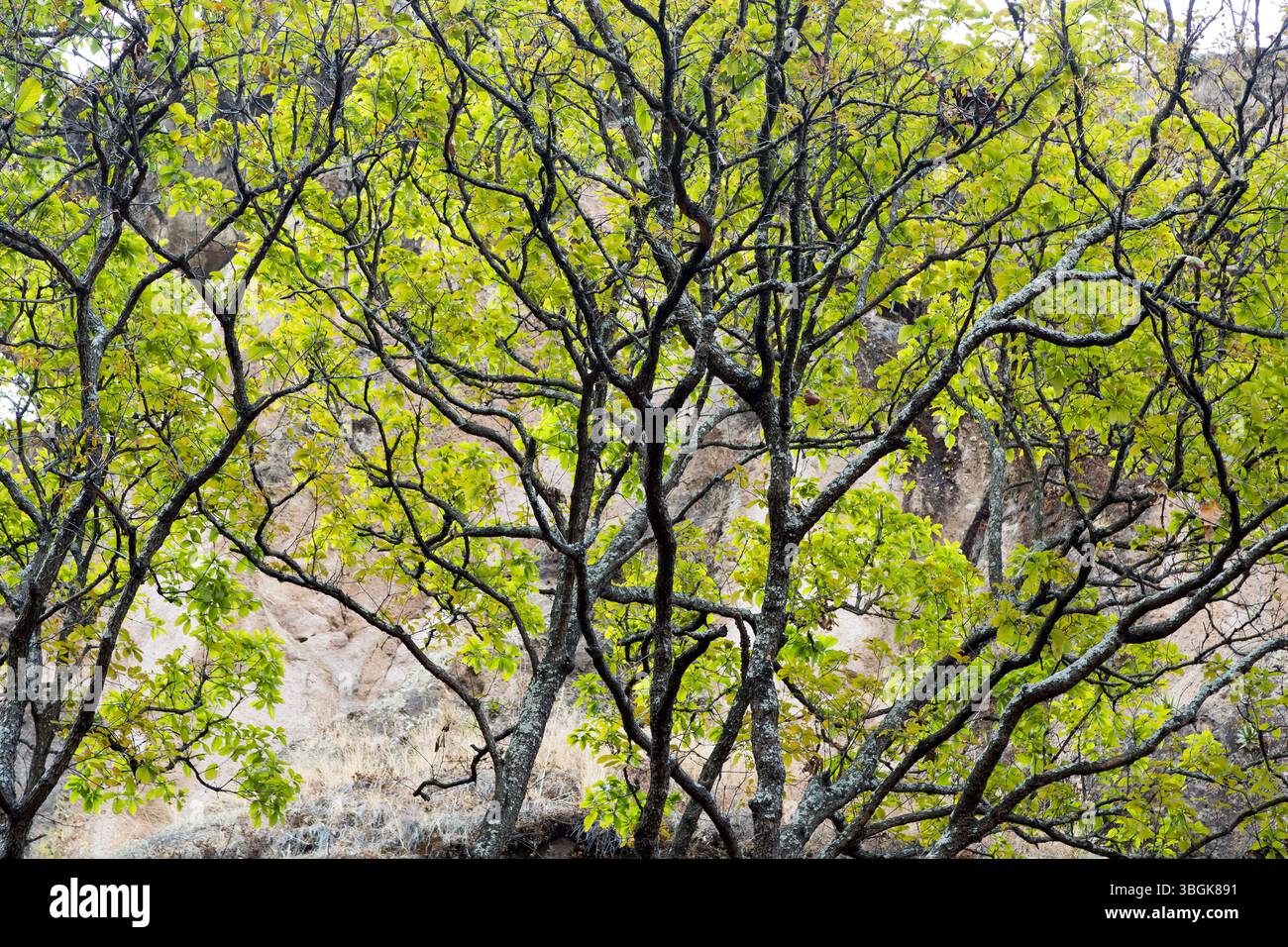 Processi a Amatlán. Morelos, Messico Foto Stock