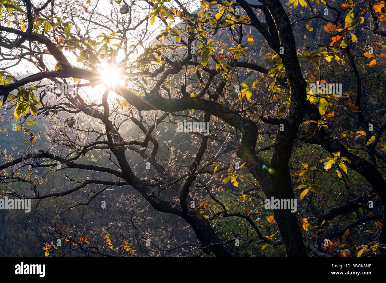 Processi a Amatlán. Morelos, Messico Foto Stock