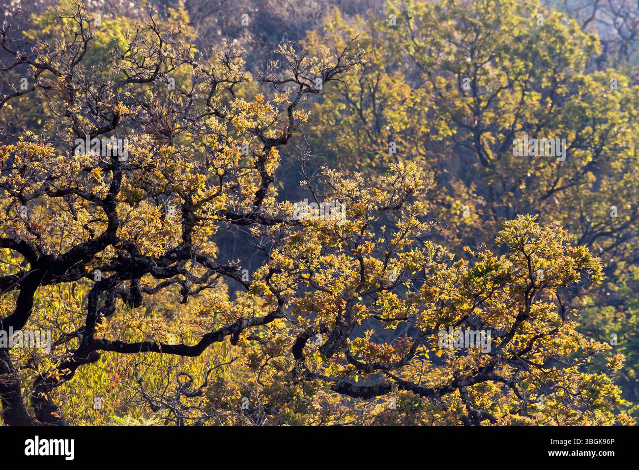 Processi a Amatlán. Morelos, Messico Foto Stock