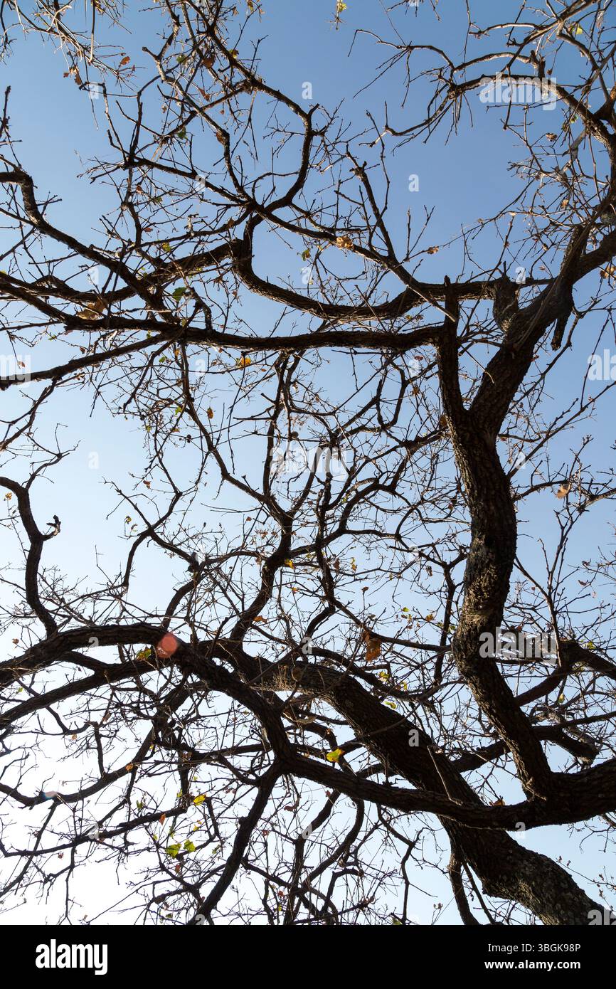 Processi a Amatlán. Morelos, Messico Foto Stock