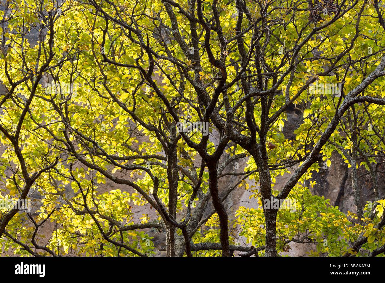 Processi a Amatlán. Morelos, Messico Foto Stock