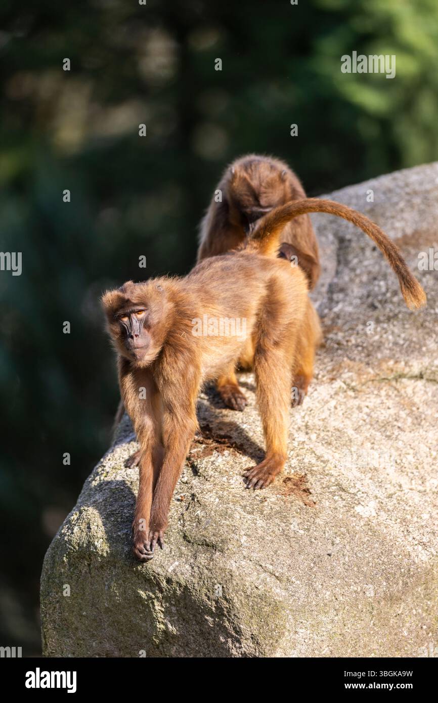 Gelada (Theropithecus gelada) in piedi su una roccia, prigioniero, Germania Foto Stock