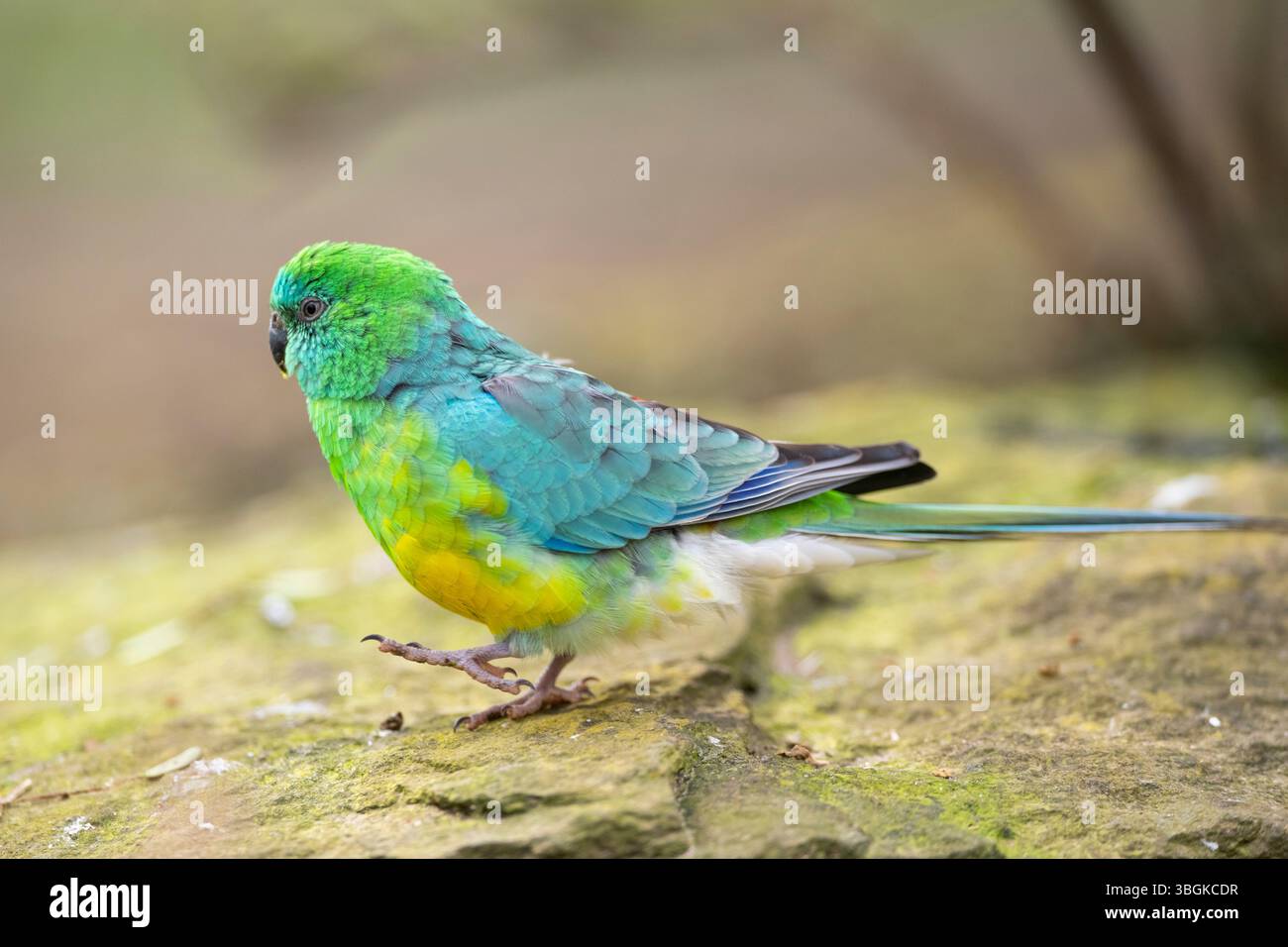 Pappagallo rosso (Psephotus haematonotus) maschile che cammina per terra, Baviera, Germania, Europa Foto Stock